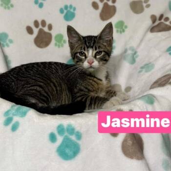 Jasmine -  Domestic Short Hair Cat for Adoption in South Elgin, Illinois - Jasmine | PetCurious