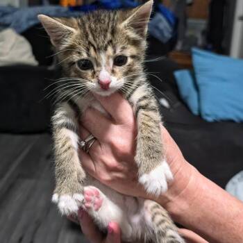 Collin-Best friends with Francesca -  Domestic Short Hair Cat for Adoption in West Jefferson, Ohio - Collin-Best Friends With Francesca | PetCurious