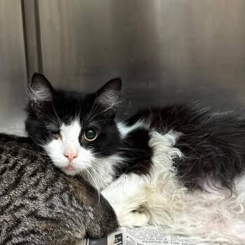 Narwhal -  Domestic Long Hair Cat for Adoption in Shinnston, West Virginia - Narwhal | PetCurious