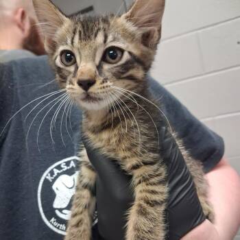 Millie -  American Shorthair Cat for Adoption in Lufkin, Texas - Millie | PetCurious