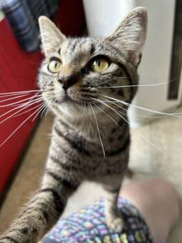 Bug -  Domestic Short Hair Cat for Adoption in Sevierville, Tennessee - Bug | PetCurious