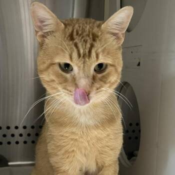 Bananas -  Domestic Short Hair Cat for Adoption in Baltimore, Maryland - Bananas | PetCurious