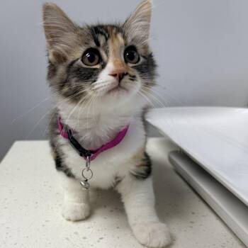 Kitten 07/14/2026 -  Domestic Medium Hair and Domestic Short Hair Cat for Adoption in Bullhead City, Arizona - Kitten 07/14/2026 | PetCurious