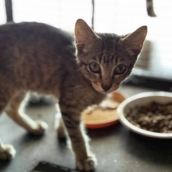Jefferson -  Domestic Short Hair Cat for Adoption in Ponca City, Oklahoma - Jefferson | PetCurious