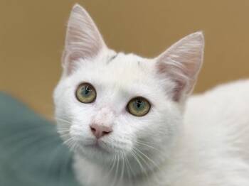 Orson -  Domestic Short Hair Cat for Adoption in Portland, Oregon - Orson | PetCurious