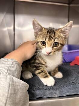 KENICKI -  Domestic Short Hair Cat for Adoption in Killeen, Texas - KENICKI | PetCurious