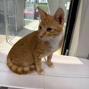Carlos -  Domestic Short Hair Cat for Adoption in Columbiana, Alabama - Carlos | PetCurious