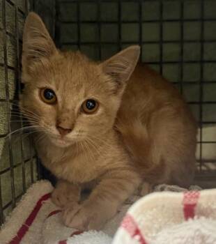 Tommy -  Domestic Short Hair Cat for Adoption in Honolulu, Hawaii - Tommy | PetCurious