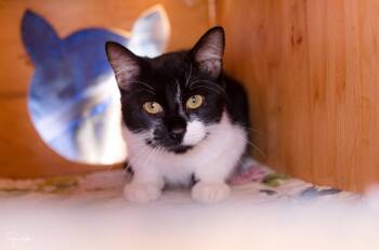 Rescue Domestic Short Hair Cats for Adoption in Lincoln, California - Star Lord | PetCurious