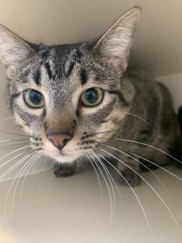 Domestic Short Hair and American Shorthair Cats Available for Adoption in Leadville, Colorado - Archie | PetCurious