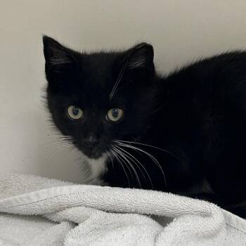 Domestic Short Hair Cats Available for Adoption in Philadelphia, Pennsylvania - Critter | PetCurious