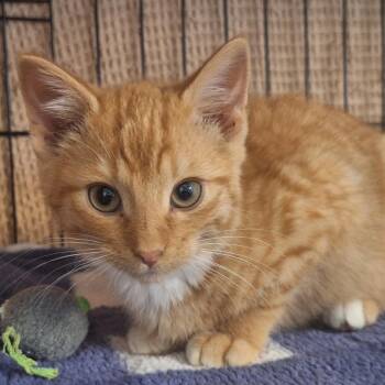 Scott -  Domestic Short Hair Cat for Adoption in Albert Lea, Minnesota - Scott | PetCurious