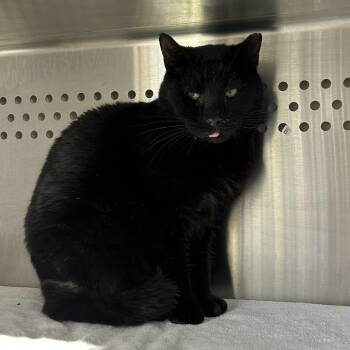 Domestic Short Hair Cats Available for Adoption - Fierro | PetCurious