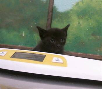 FALAFEL -  Domestic Short Hair Cat for Adoption in Houston, Texas - FALAFEL | PetCurious