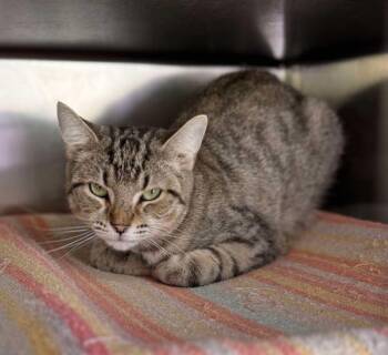 Rescue Domestic Short Hair Cats for Adoption in Georgina, Ontario - Lou | PetCurious