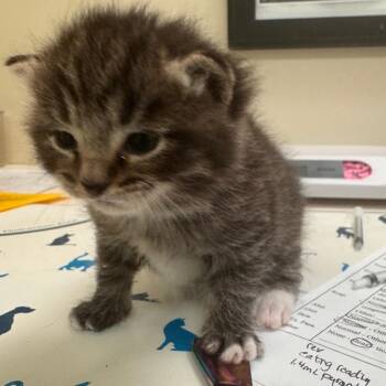 Domestic Short Hair Cats Available for Adoption in Lynchburg, Virginia - Honeydew | PetCurious