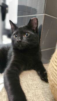 Tony -  American Shorthair Cat for Adoption in Florham Park, New Jersey - Tony | PetCurious