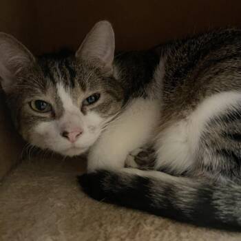 Rhett -  Domestic Short Hair Cat for Adoption in Saint Charles, Missouri - Rhett | PetCurious
