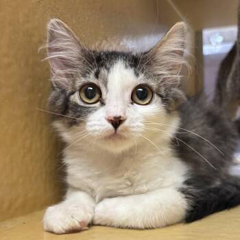 Penny -  Domestic Medium Hair Cat for Adoption in Sonora, California - Penny | PetCurious
