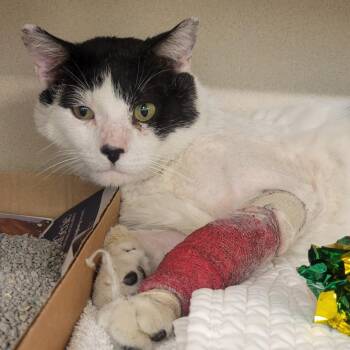 Domestic Medium Hair Cats Available for Adoption in Wheeling, Illinois - Iverson | PetCurious