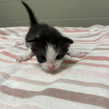 Ash -  Domestic Short Hair Cat for Adoption in Bristol, Indiana - Ash | PetCurious