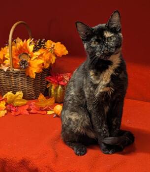 Maple (Empty-Nester) (Photos September 4th 2026) -  Tortoiseshell and Domestic Short Hair Cat for Adoption in Marietta, Ohio - Maple (Empty-Nester) (Photos September 4th 2026) | PetCurious