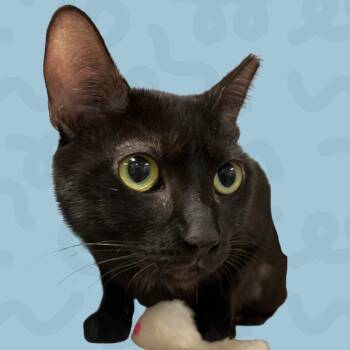 Harper -  Domestic Short Hair Cat for Adoption in Reno, Nevada - Harper | PetCurious