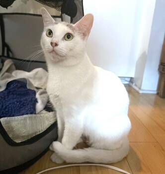 Sugar (A139959) -  Domestic Short Hair Cat for Adoption in Burbank, California - Sugar (A139959) | PetCurious