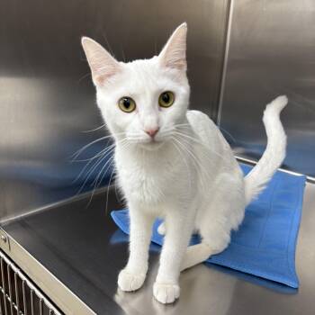 Rescue Domestic Short Hair Cats for Adoption in Black River Falls, Wisconsin - Squeaks | PetCurious