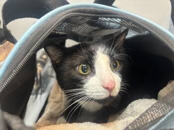 Bandit -  Domestic Short Hair Cat for Adoption in New York, New York - Bandit | PetCurious
