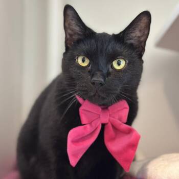 Faith -  Domestic Short Hair Cat for Adoption in Matteson, Illinois - Faith | PetCurious