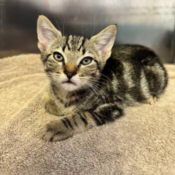 Javi -  Domestic Short Hair Cat Available for Adoption in Asheville, North Carolina - Javi | PetCurious