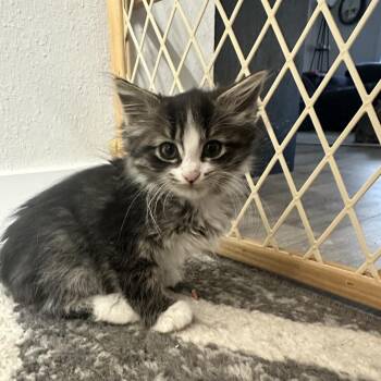 Hazel -  Domestic Medium Hair Cat for Adoption in Bismarck, North Dakota - Hazel | PetCurious