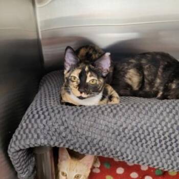 Domestic Short Hair Cats Available for Adoption - Emily | PetCurious