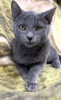 Domestic Short Hair Cats Available for Adoption - Clover | PetCurious