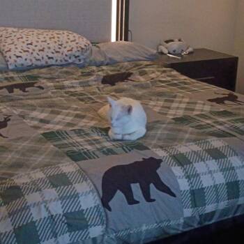 Winter -  Domestic Short Hair Cat for Adoption in Lynchburg, Virginia - Winter | PetCurious