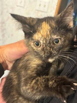 Carly -  Domestic Short Hair Cat for Adoption in Thompson Falls, Montana - Carly | PetCurious