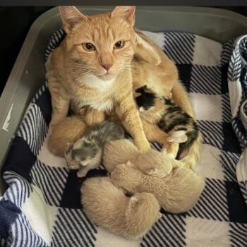 Henry -  Domestic Short Hair Cat for Adoption in Mocksville, North Carolina - Henry | PetCurious