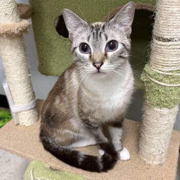 Snowball -  Siamese Cat for Adoption in North Arlington, New Jersey - Snowball | PetCurious