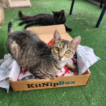 Rescue Domestic Short Hair Cats for Adoption in Umatilla, Florida - Helen *SPONSORED* | PetCurious