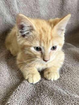 Ryder -  Tabby Cat Available for Adoption in York, Nebraska - Ryder | PetCurious
