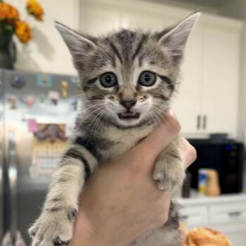 Peaches -  Domestic Short Hair Cat for Adoption in Midland, Texas - Peaches | PetCurious