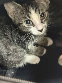 Baklava -  Domestic Short Hair Cat for Adoption in Memphis, Tennessee - Baklava | PetCurious