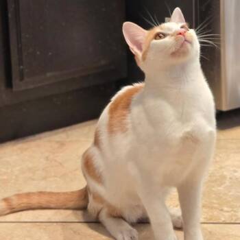 Domestic Short Hair Cats Available for Adoption in Yucca Valley, California - Echo | PetCurious