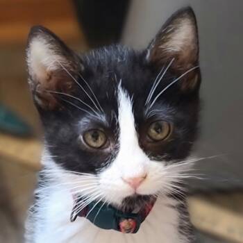 Rescue Domestic Short Hair Cats for Adoption in Verona, Wisconsin - Kiss | PetCurious