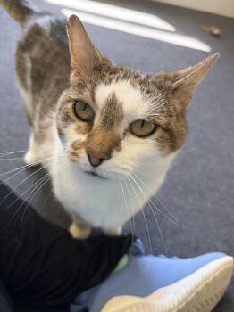 Domestic Short Hair Cats Available for Adoption - Neo | PetCurious