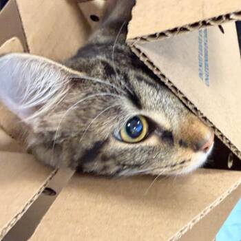 Tovi -  Domestic Short Hair Cat for Adoption in Philadelphia, Pennsylvania - Tovi | PetCurious