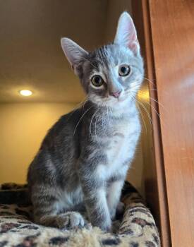 Boone -  Domestic Short Hair Cat for Adoption in Sioux Falls, South Dakota - Boone | PetCurious