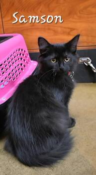 Samson -  Domestic Medium Hair Cat for Adoption in West Mifflin, Pennsylvania - Samson | PetCurious