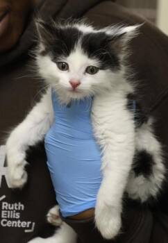 Tazz -  Domestic Medium Hair and Domestic Short Hair Cat for Adoption in Westland, Michigan - Tazz | PetCurious